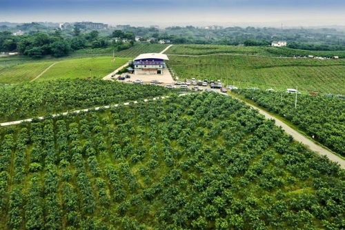 江津區(qū)：打造全國重要花椒集散地與交易中心，夯實種業(yè)根基